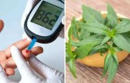 डायबिटीजच्या रुग्णांनी ही औषधी वनस्पती रोज करावे सेवन