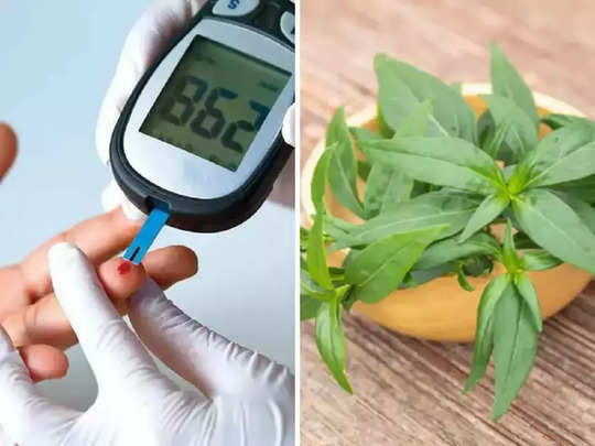 डायबिटीजच्या रुग्णांनी ही औषधी वनस्पती रोज करावे सेवन
