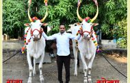 तुकोबांच्या पालखी सोहळ्यातील पालखी रथ सारथ्यास दोन बैलजोडीची निवड