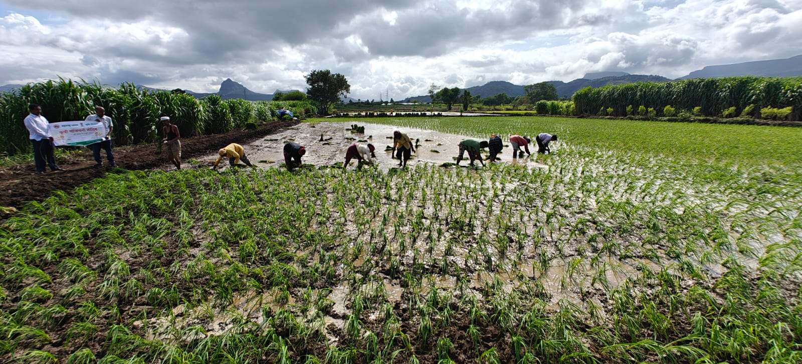 मावळ तालुक्यात पवनानगर परिसरात भात लागवडीला सुरुवात