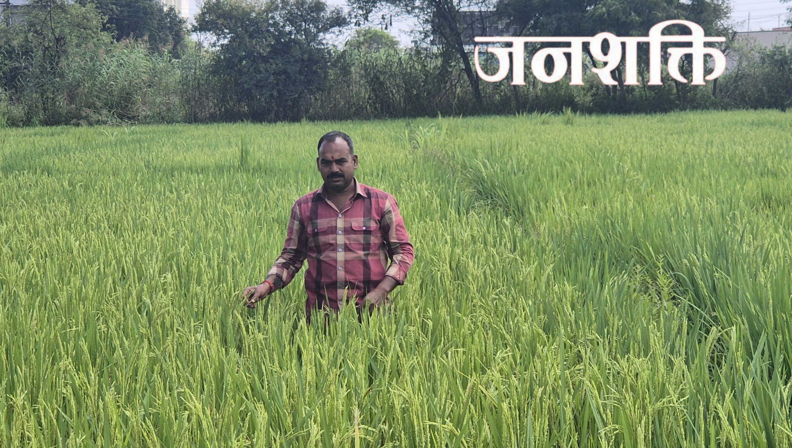 आयटी परिसरात दरवळतोय इंद्रायणीचा सुगंध, अविनाश गायकवाड यांच्या आधुनिक शेतीची चर्चा